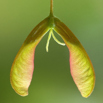 Bicarpellate - ovary formed of two fused carpels; in this  case, the carpels will each mature into a schizocarpic samara (winged achene) - Acer nigrum [Sapindaceae]